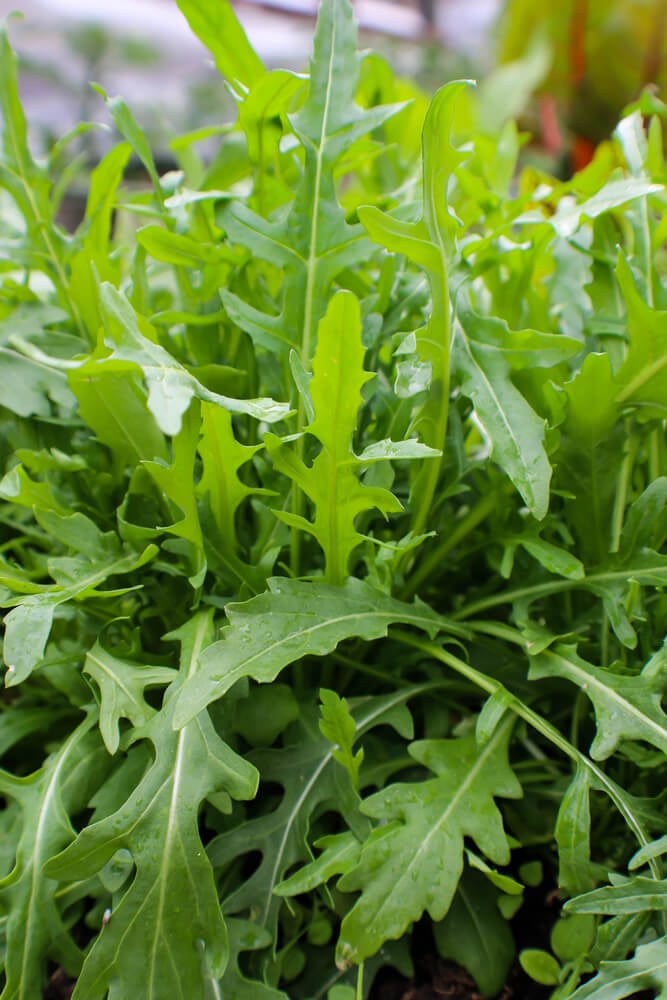 Lovely arugula plant growing in a greenhouse.