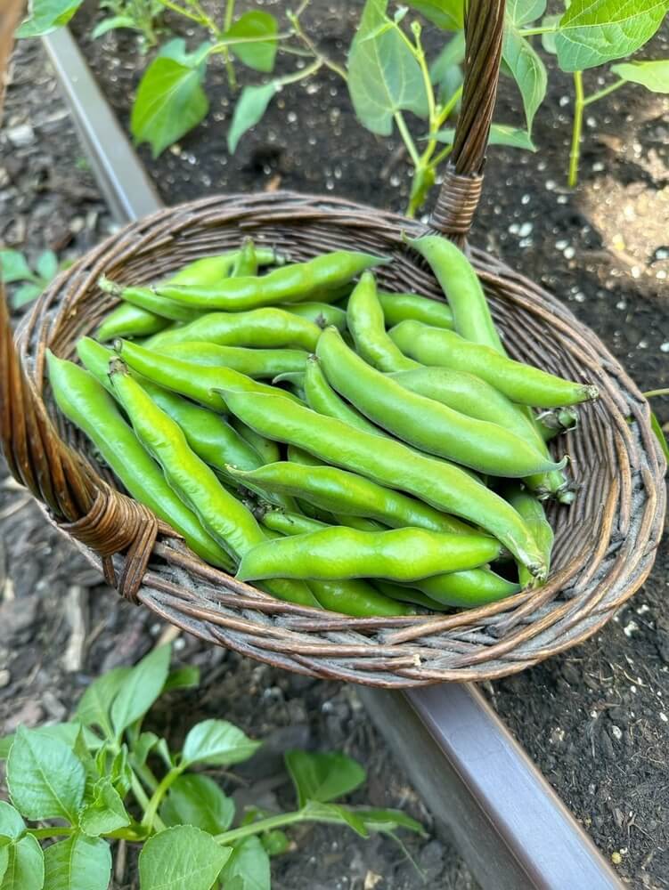 Lovely fava beans harvested into a wicker basket.