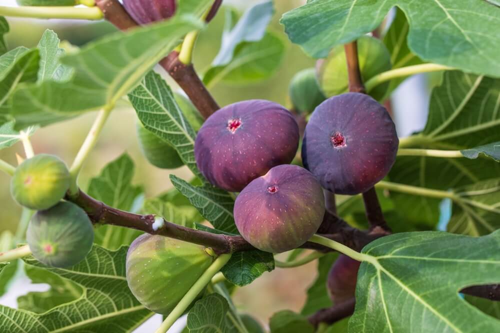 Lovely fig fruits growing in the food forest garden.
