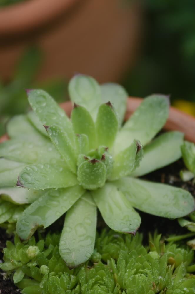 Lovely hens and chicks succulent plant with pretty green rosettes.