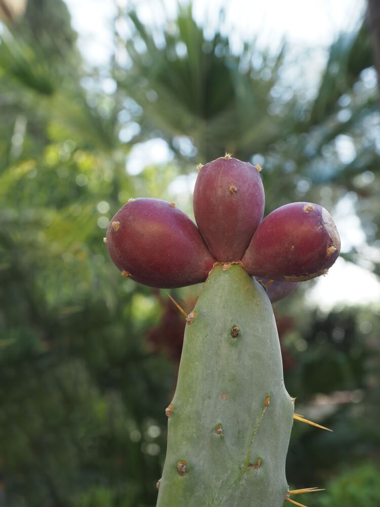 Lovely nopal plant or prickly pear cactus growing in a xeriscape garden.