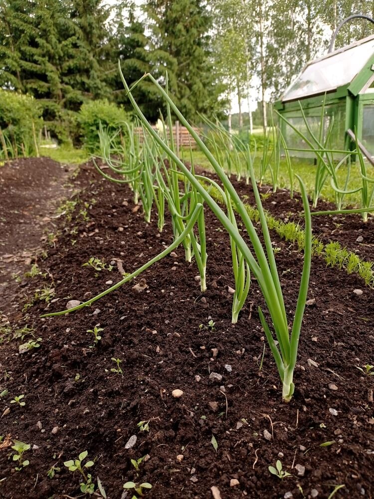 Lovely onion plants growing in a row in the veggie garden.