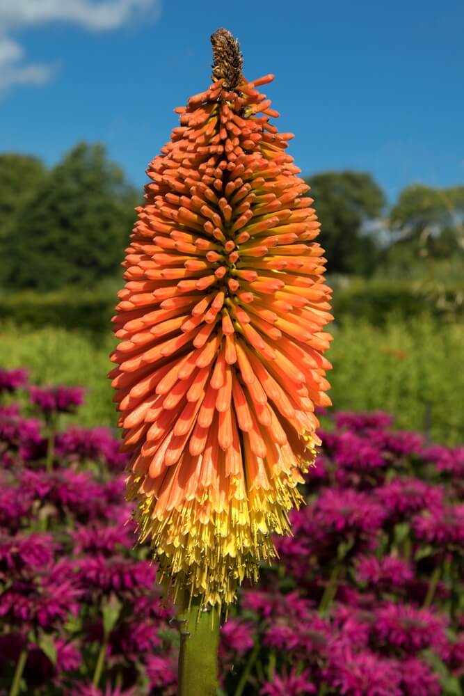 Lovely red hot poker flower with epic eye catching orange blooms.