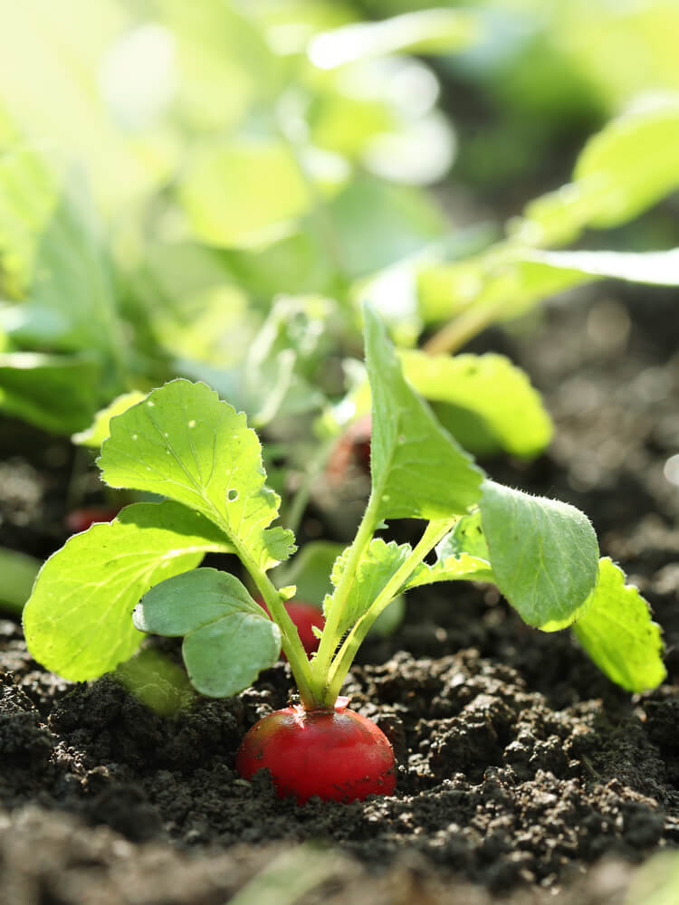 Lovely red radish on growing in a raised garden bed.
