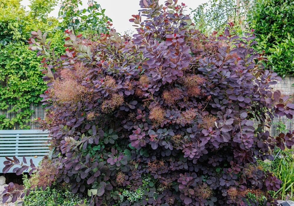 Lovely royal Purple Smokebush shrub growing in a perennial garden.
