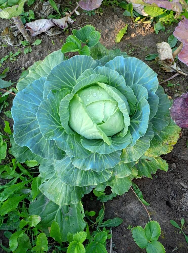 Lovely white cabbage growing in the garden.