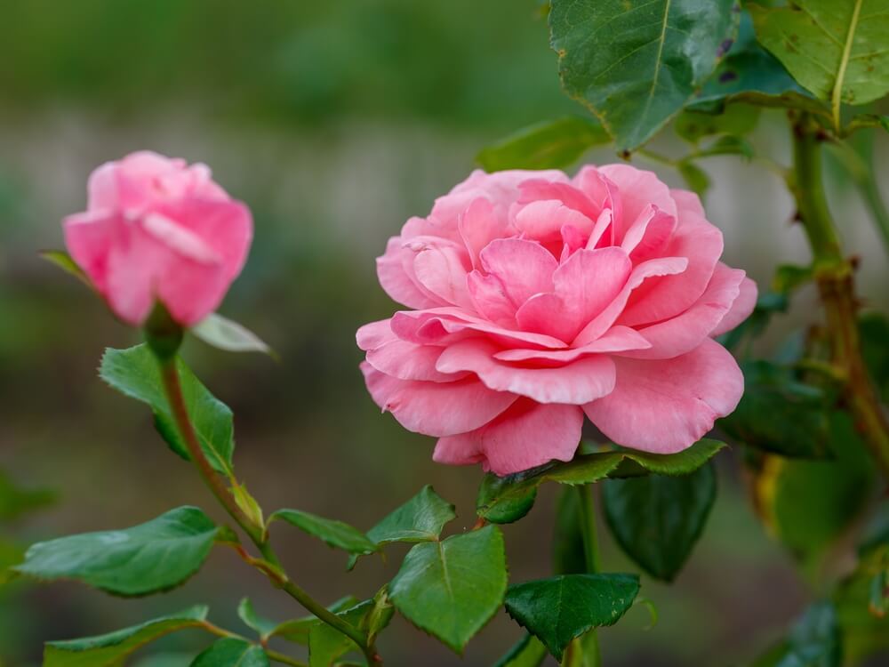 Magnificent rosa grandiflora Queen Elizabeth blooming with pink petals.