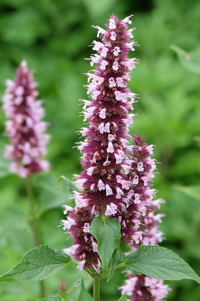 Pale and lovely pink Agastache hyssop or hummingbird mint in the garden.