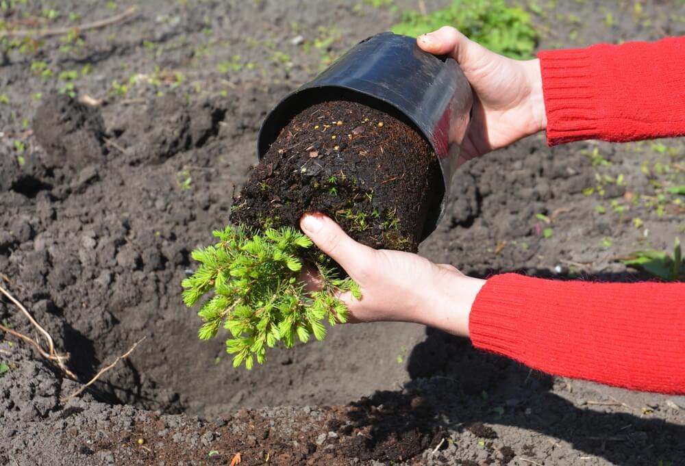 Planting some beautiful Picea Glauca Conica Dwarf Alberta spruce shrubs.