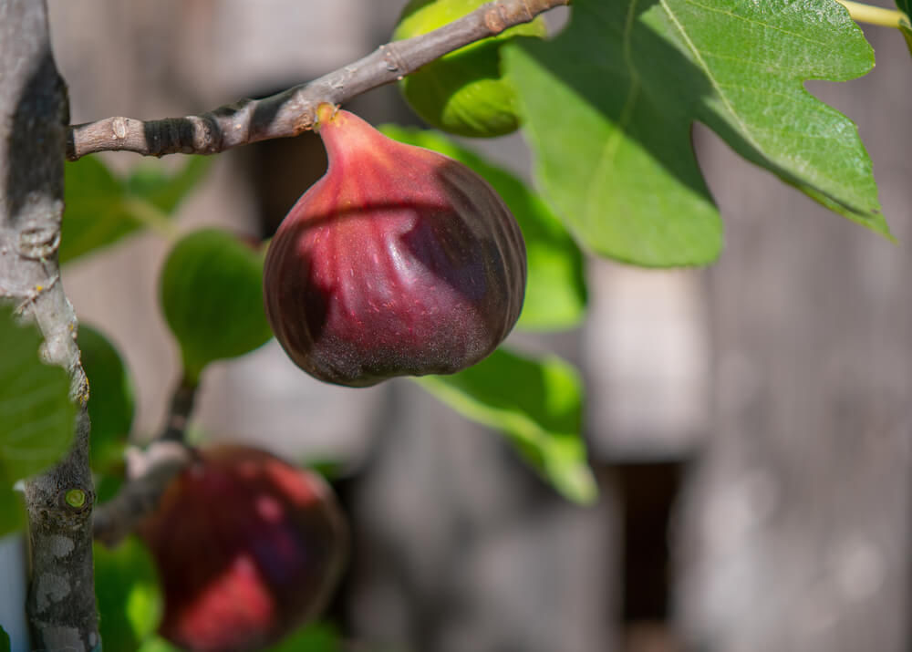 Plump ripe brown turkey figs growing on the tree branch.