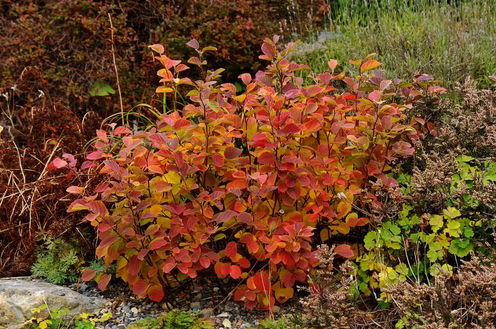 Red and orange fall color on a gorgeous Fothergilla Gardenii shrub.