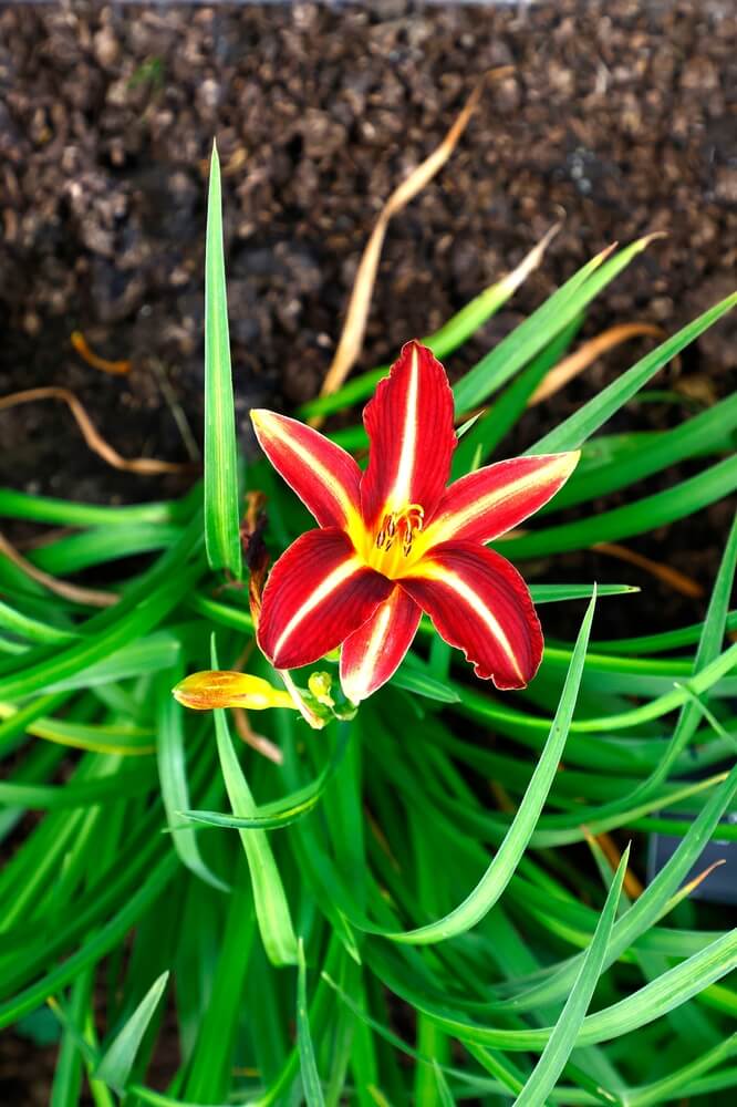 Red and yellow daylily or Hemerocallis plant with epic red and yellow flowers.