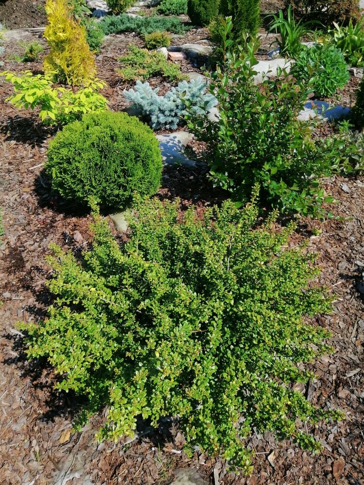A lovely holly shrub with glossy green leaves.