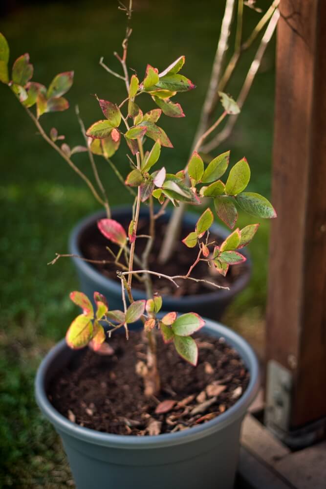 Small blueberry bushes growing in pots.