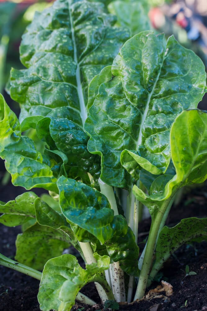 Some green leafy spinach plant growing in the garden.