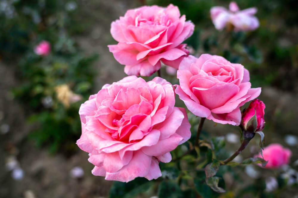 Three breathtaking Queen Elizabeth roses with magnificent pink petals.
