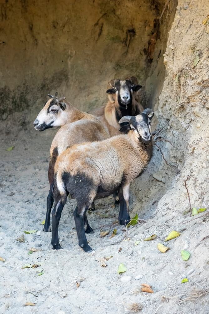 Three lovely blackberry sheep rams standing in a small cave.