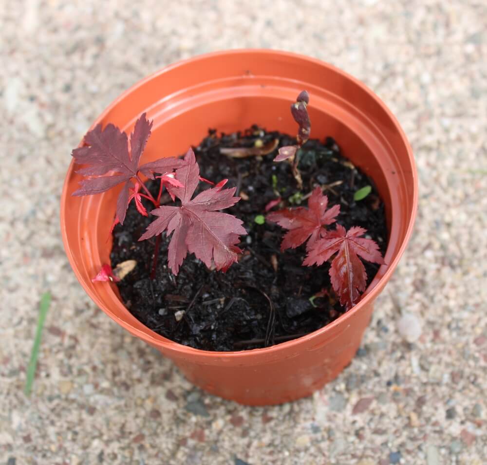 Tiny red Japanese maple seedlings growing in a bucket pot.