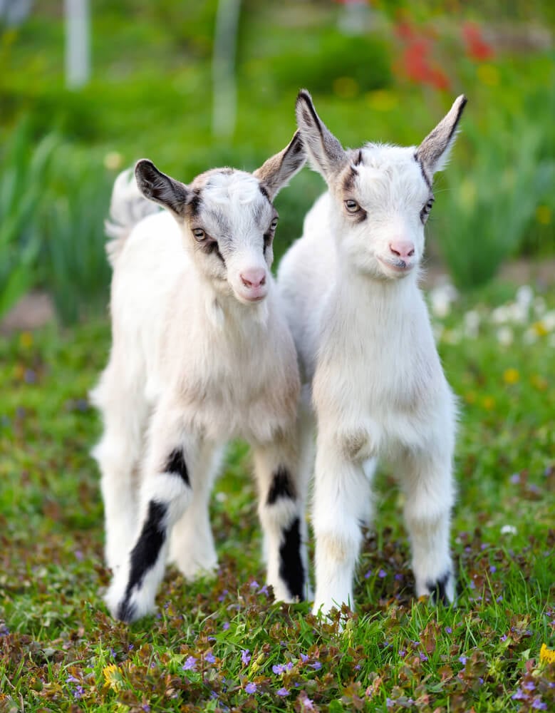 Two lovely white goats standing on a bright green lawn.