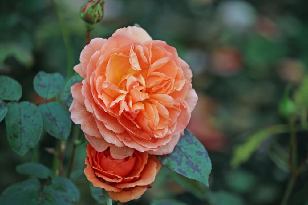 Two magnificent orange Louise Clements rose flowers growing in the garden.