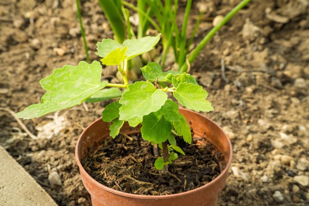Young fig tree seedling growing in the garden with tender green leaves.