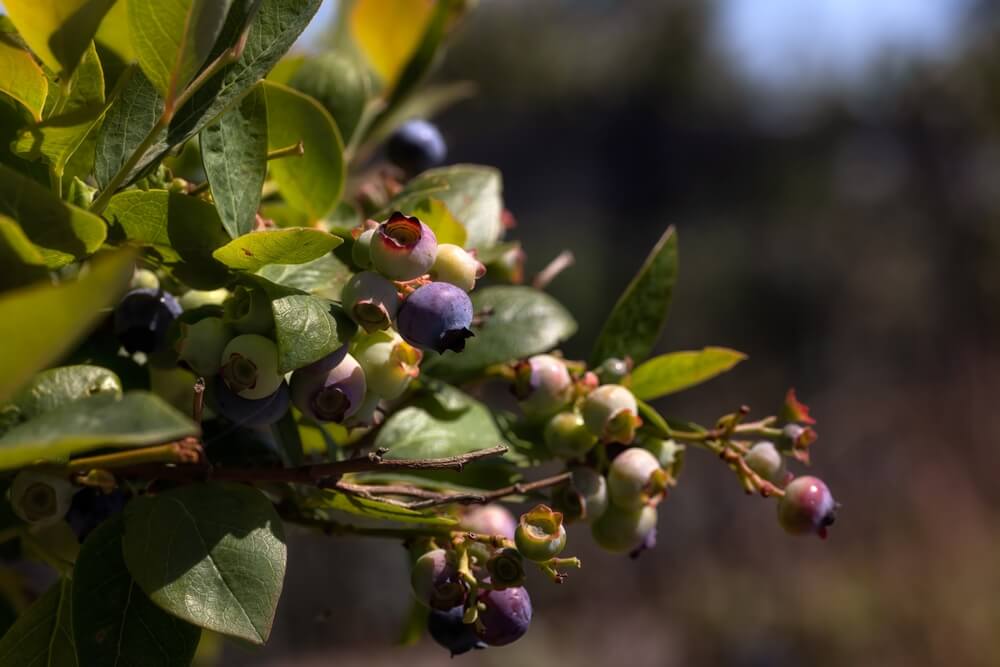 Yummy blueberry Earliblue bush growing in the garden.