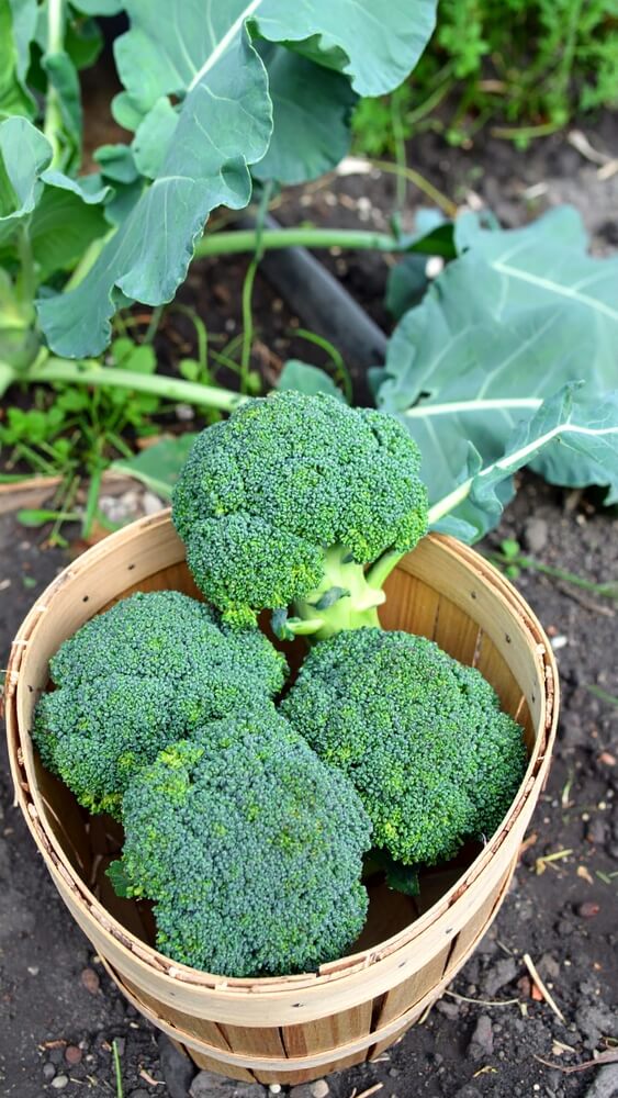 Yummy broccoli heads harvested in a bamboo basket.