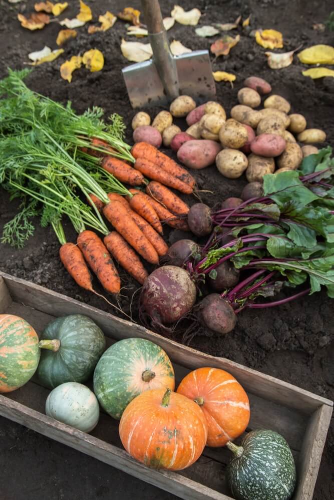 Yummy fall harvest of fresh raw carrot and beetroot with pumpkin and daikon radish.