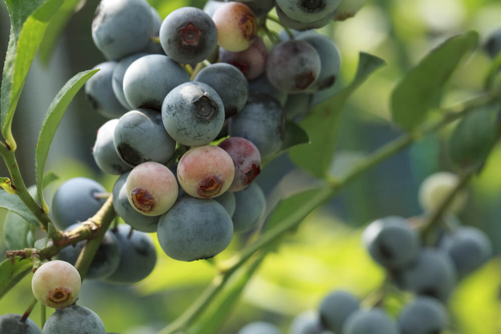 Yummy Rabbiteye blueberries growing on a farm.