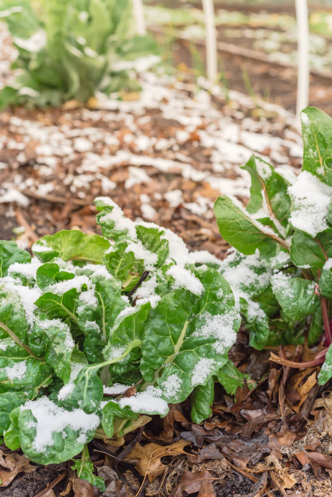 Yummy Swiss Chard growing in the garden covered in light snow.