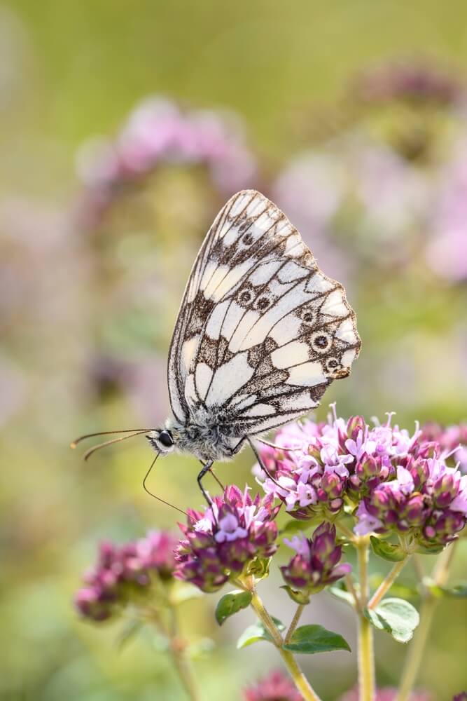 The marbled white Melanargia galathea visiting a lovely and wild marjoram flower