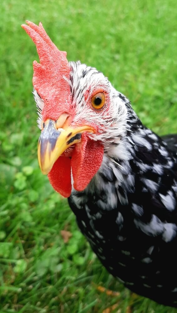 A curious and funny 5 month old mottled Ancona pullet chicken.