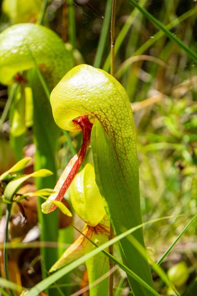 A darlingtonia or cobra lily plant waiting patiently for bugs to eat.