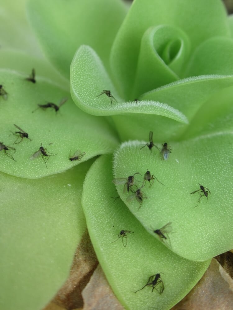 A hungry pinguicula plant devouring many small flies.