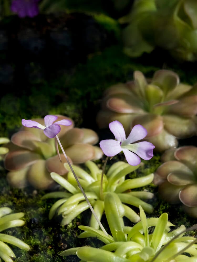 A lovely carnivorous butterwort pinguicula plant.