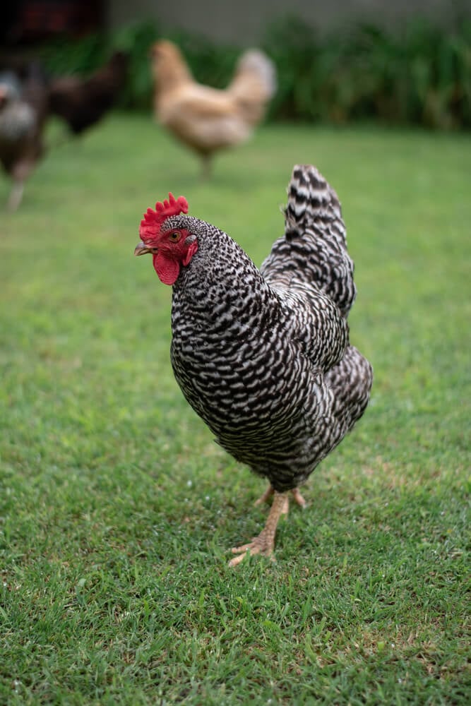 A lovely grazing barred rock chicken with several feathery friends in the background.