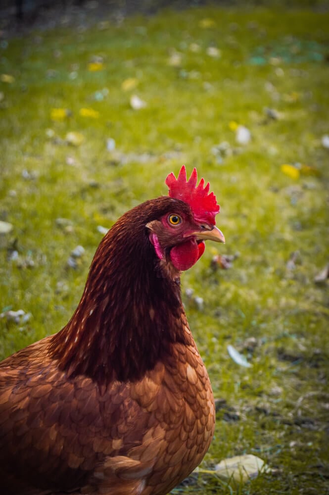 A lovely Rhode Island Red chicken grazing on the green grassy farmyard.