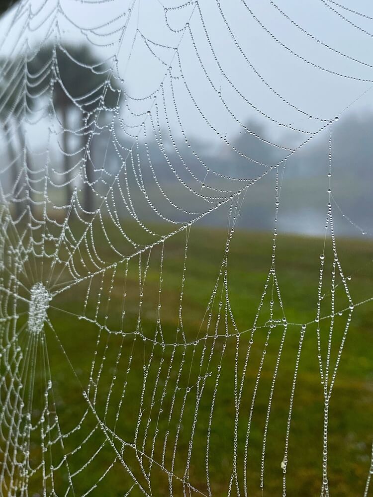 A lovely spiderweb in a morning mist.
