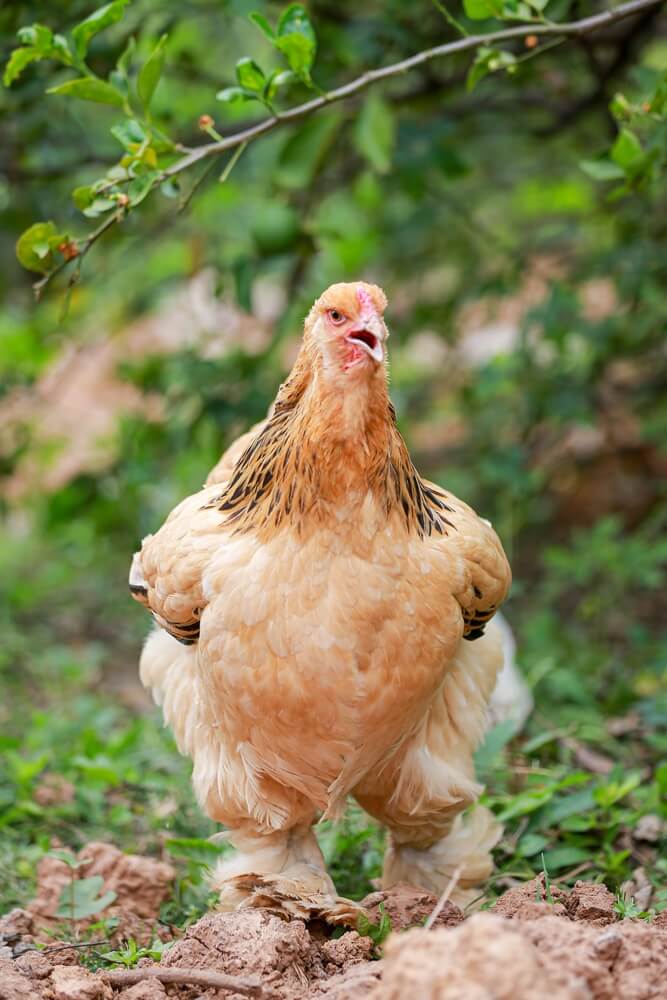 A mighty brahma chicken showing off its fancy feathers and exploring on a lovely day.