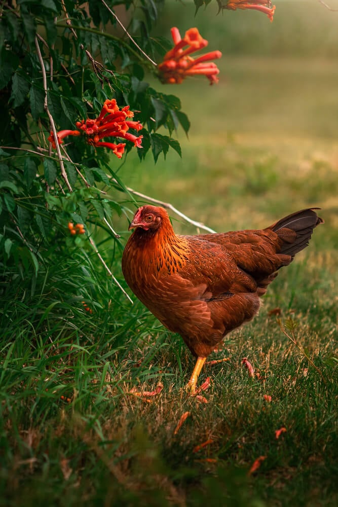 A striking and beautiful Welsummer chicken foraging around orange flowering trumpet vines.