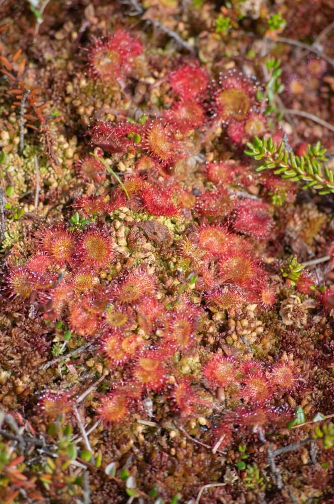 A stunning sundew group which are hungry carnivorous plants.