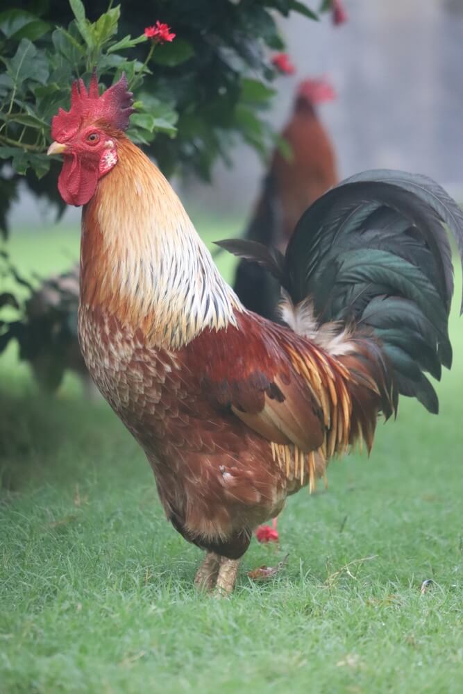 An epic and fancy chanticleer chicken exploring in the garden.