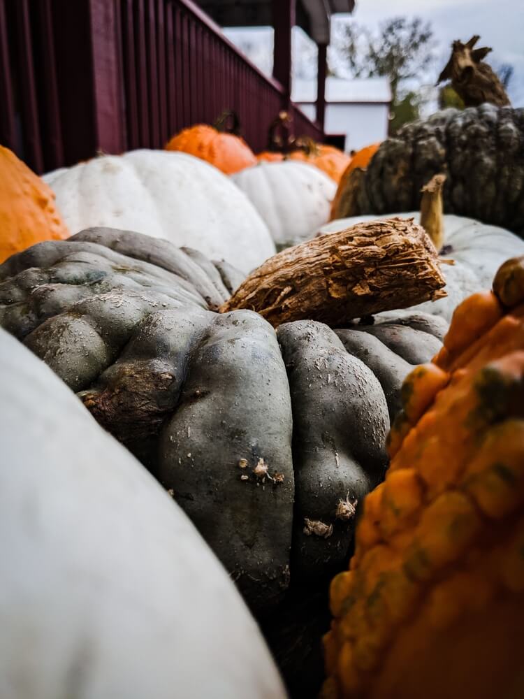 Beautiful and colorful autumn pumpkins harvested from the garden.