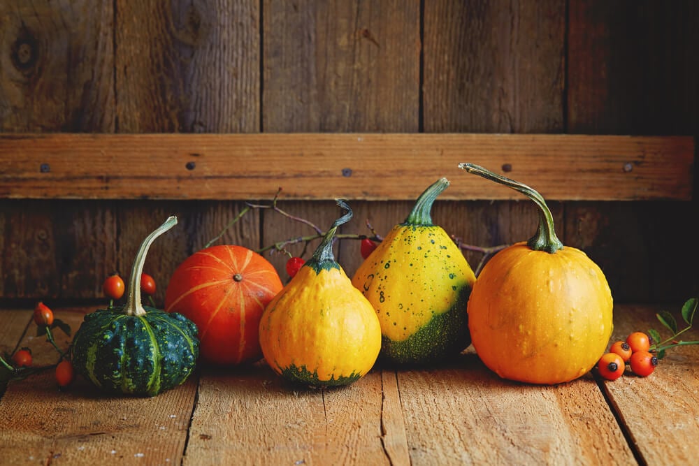 Beautiful and colorful pumpkins in storage.