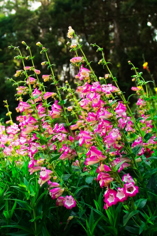 Beautiful beardtongue penstemon flowers growing in the garden.