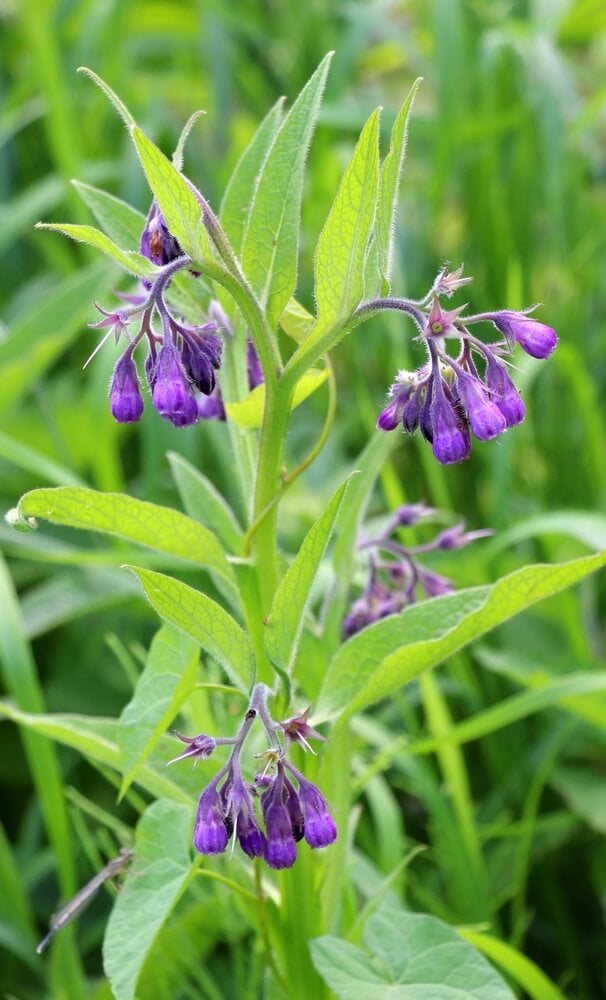 Beautiful comfrey plant with lovely purple flowers.