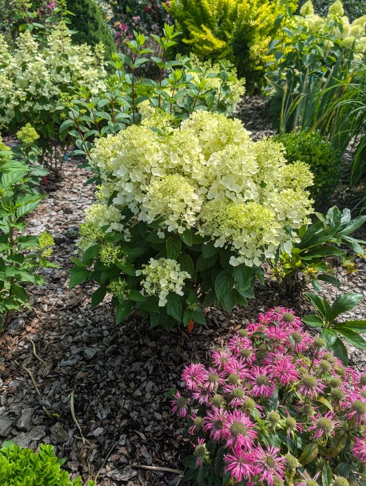 Beautiful compact hydrangea paniculata 'Living Milk & Honey' growing on a sunny day.