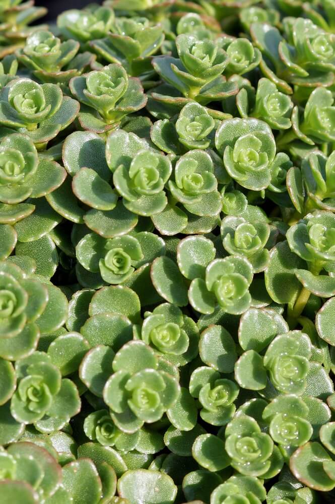 Beautiful evergreen stonecrop succulent with lovely green foliage.