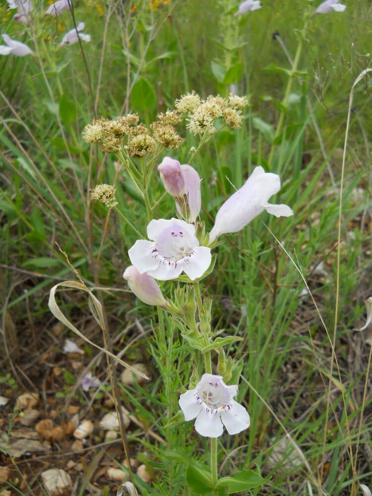 Beautiful foxglove beardtongue or penstemon digitalis growing in the garden.