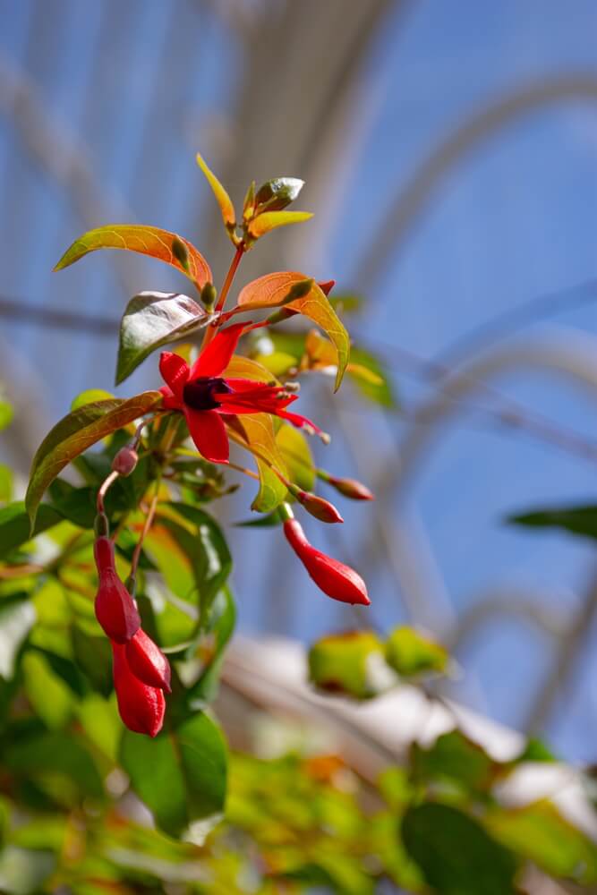 Beautiful fuchsia flower with red tones.